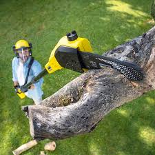 Best Artificial Turf Installation  in Palisade, CO