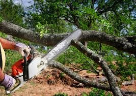 How Our Tree Care Process Works  in  Palisade, CO