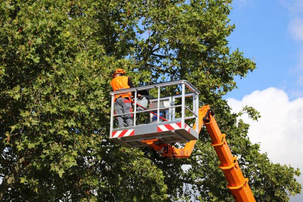 Lawn Watering Services in Palisade, CO