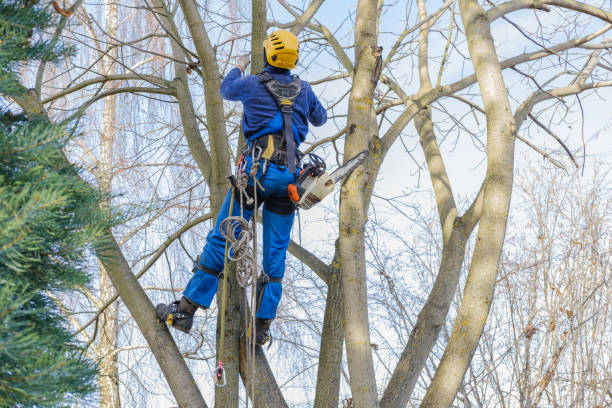 Best Hazardous Tree Removal  in Palisade, CO