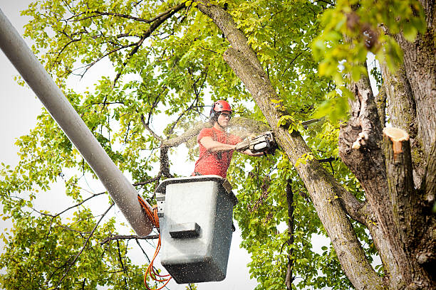 Trusted Palisade, CO Tree Services Experts